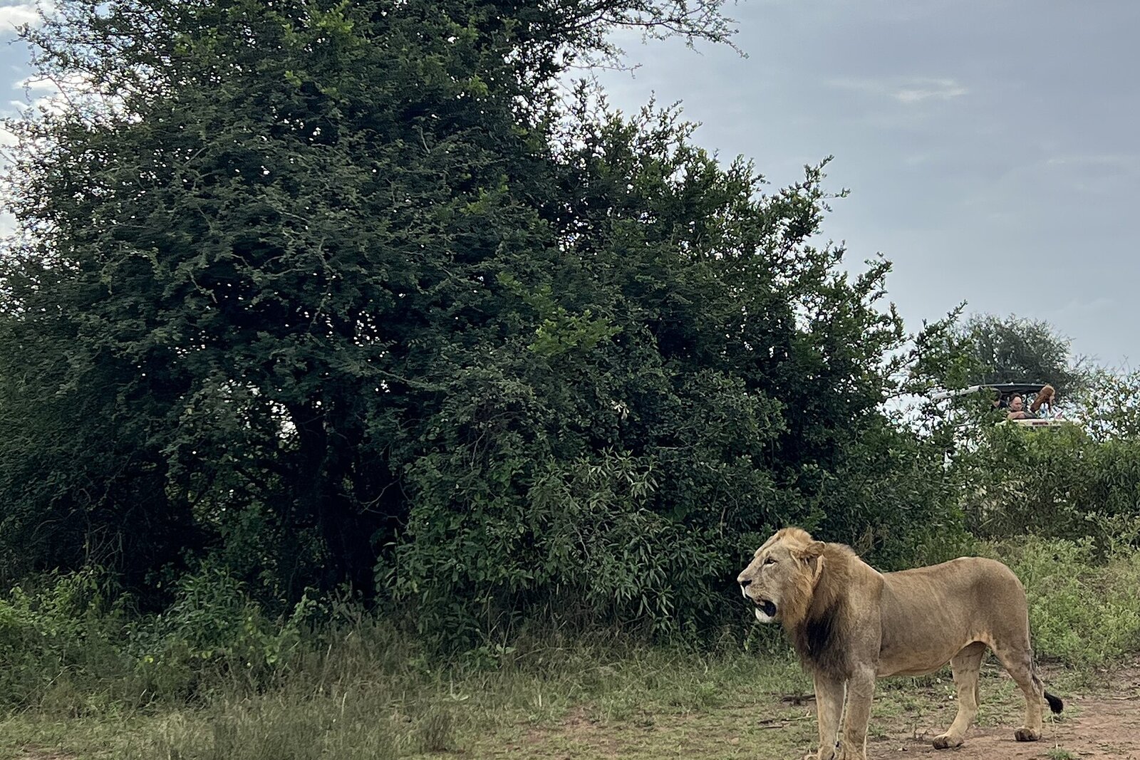 A lion resting in the grass at Nairobi National Park