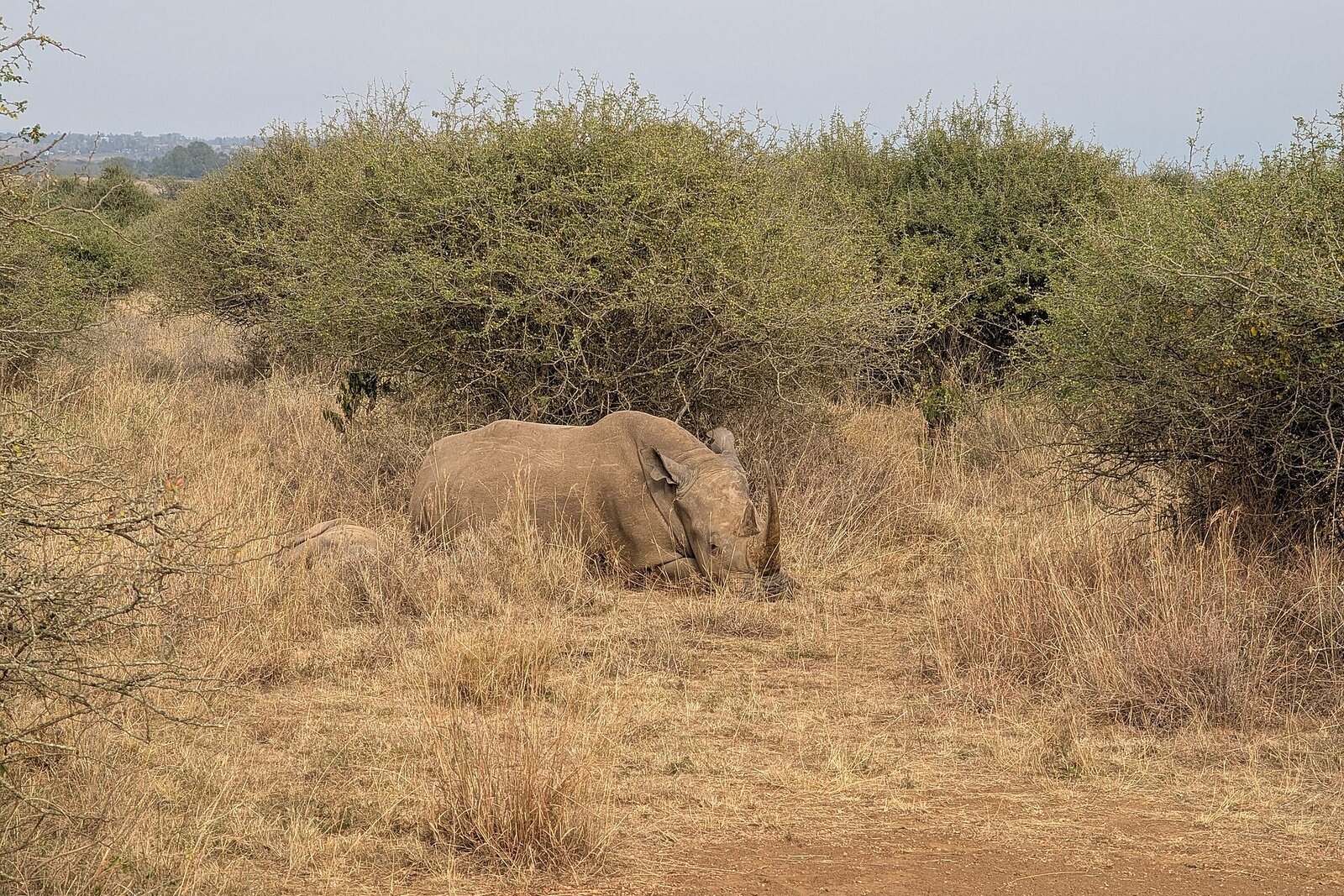 A black rhino and calf grazing in Nairobi National Park