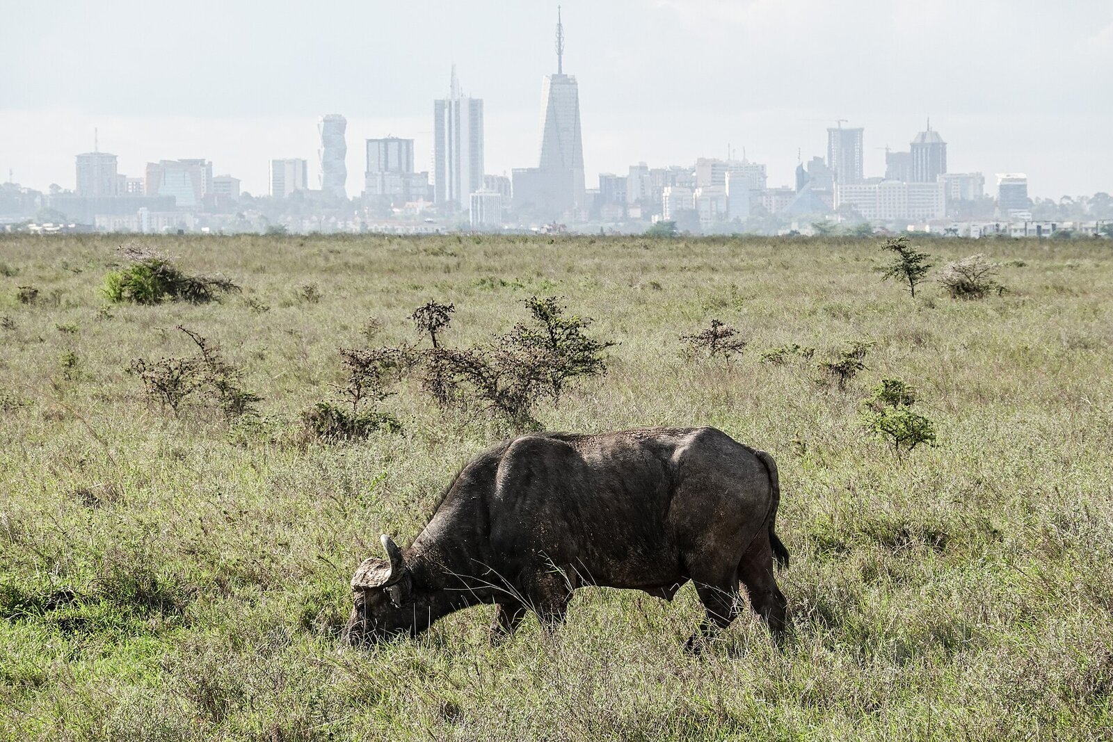 A buffalo on the savanna with the Nairobi skyline behind it