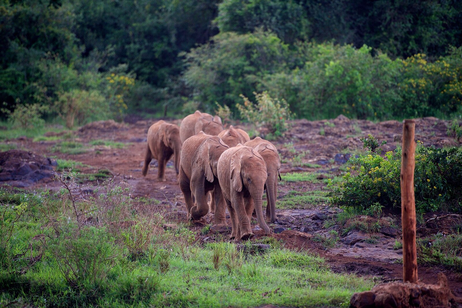 Orphaned baby elephants walking with their keepers at the Sheldrick Wildlife Trust