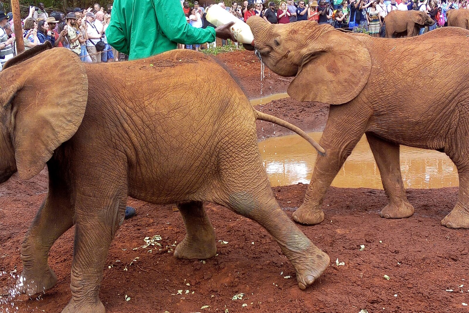 A keeper bottle-feeding an orphaned elephant at the Sheldrick Wildlife Trust