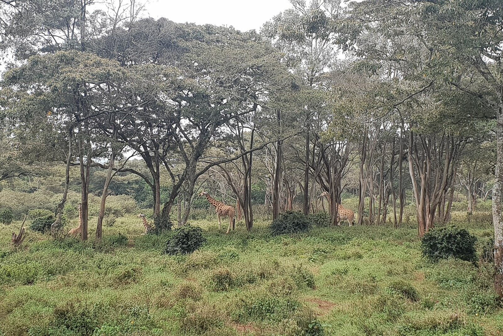 Rothschild giraffes among the trees at the Giraffe Centre in Karen