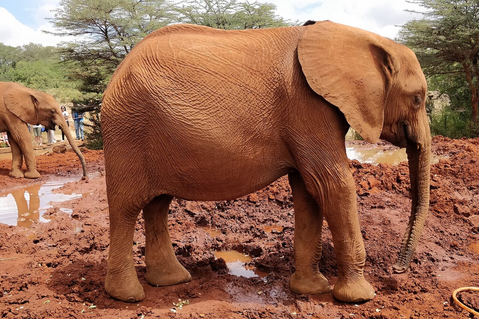 A young rescued elephant in the mud at the Nairobi elephant orphanage
