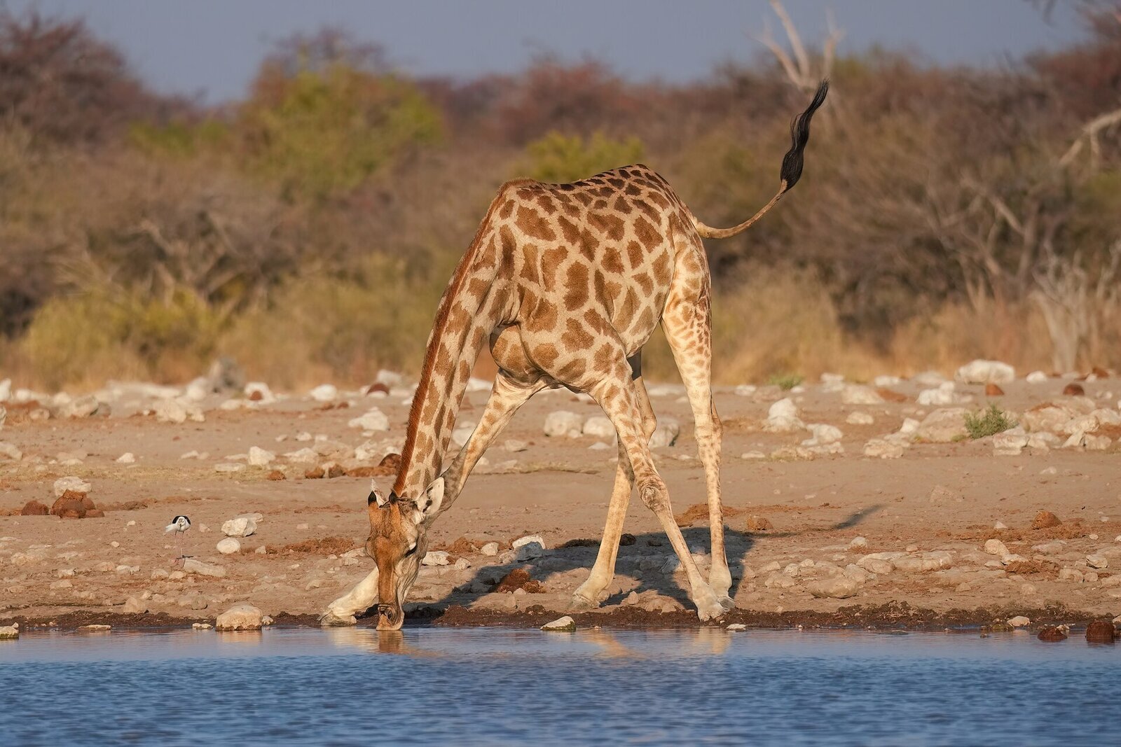 A giraffe bends to drink at a waterhole in Namibia's Etosha