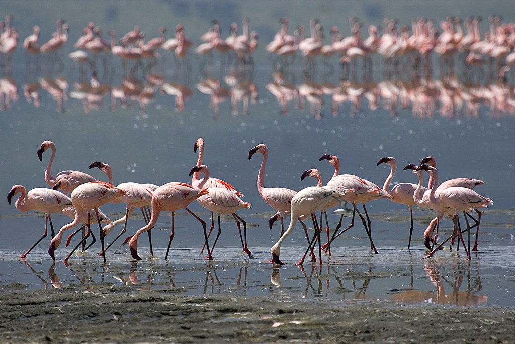 Flamingos rimming Lake Magadi on the crater floor