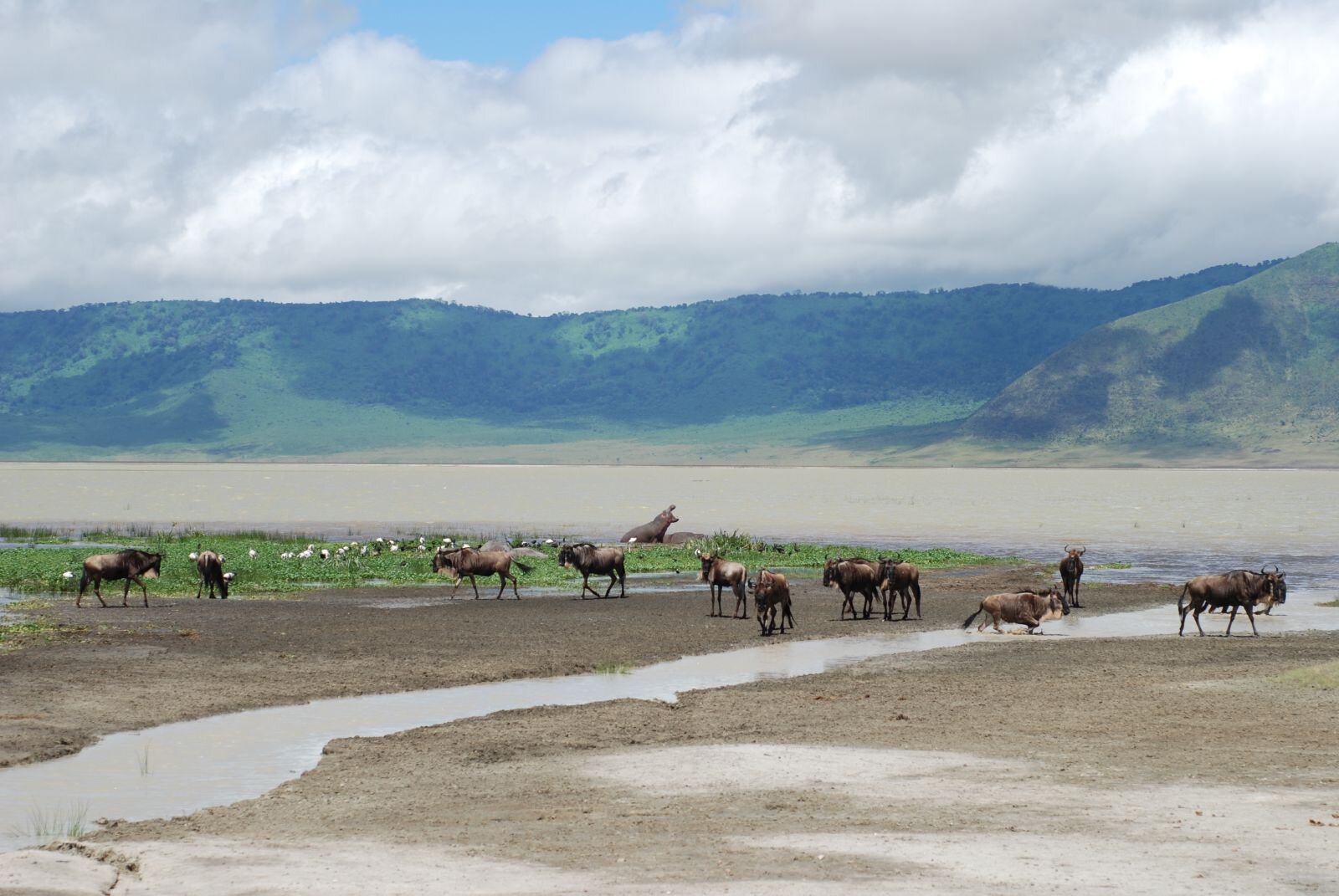 Buffalo herd on the Ngorongoro Crater floor at sunset