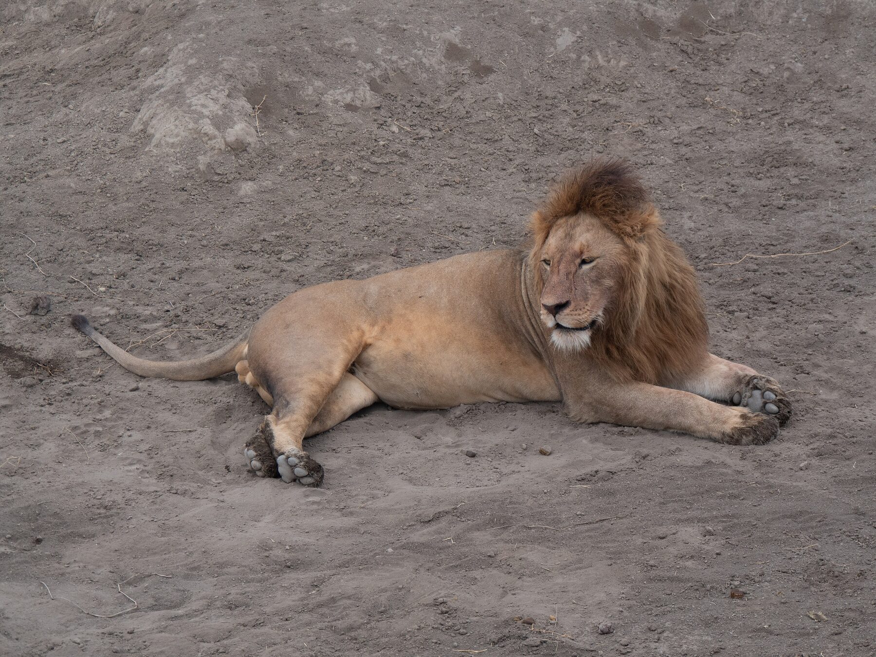 A male lion resting on the grassy floor of the Ngorongoro Crater