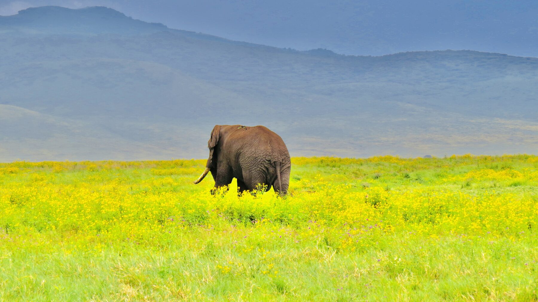 A large bull elephant with long tusks on the Ngorongoro Crater floor