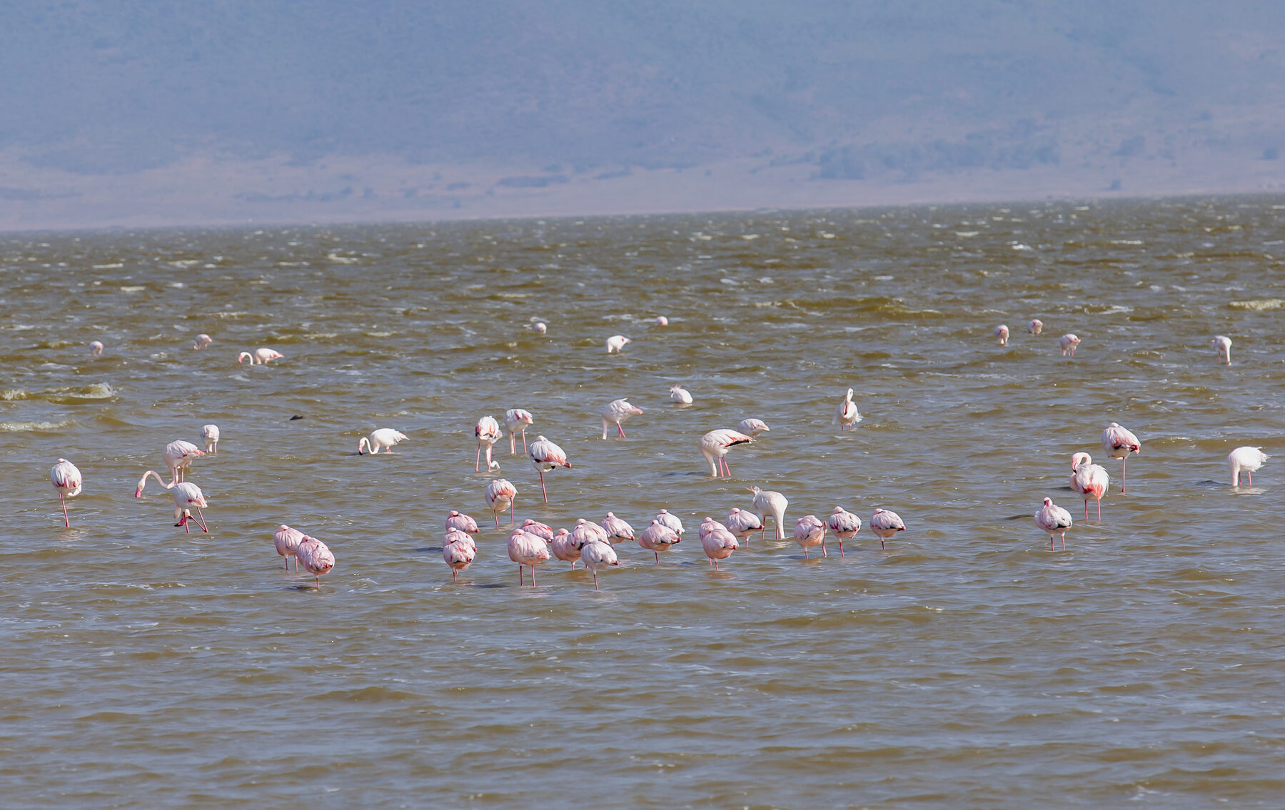Flamingos wading in the pink alkaline waters of Lake Magadi on the Ngorongoro Crater floor