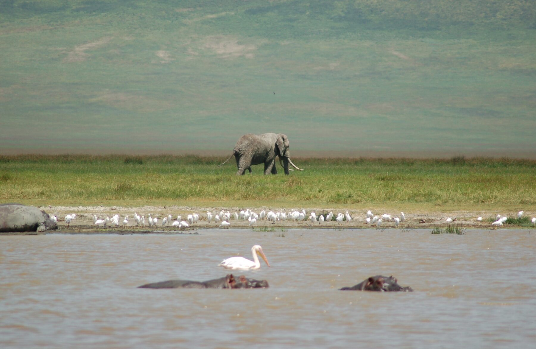 Hippos in a pool with a bull elephant in the background on the Ngorongoro Crater floor