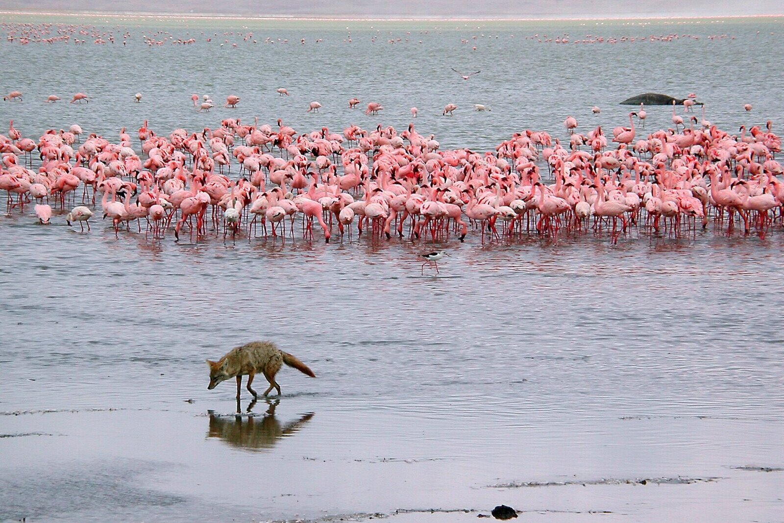 A large flock of flamingos on the soda lake of the Ngorongoro Crater floor