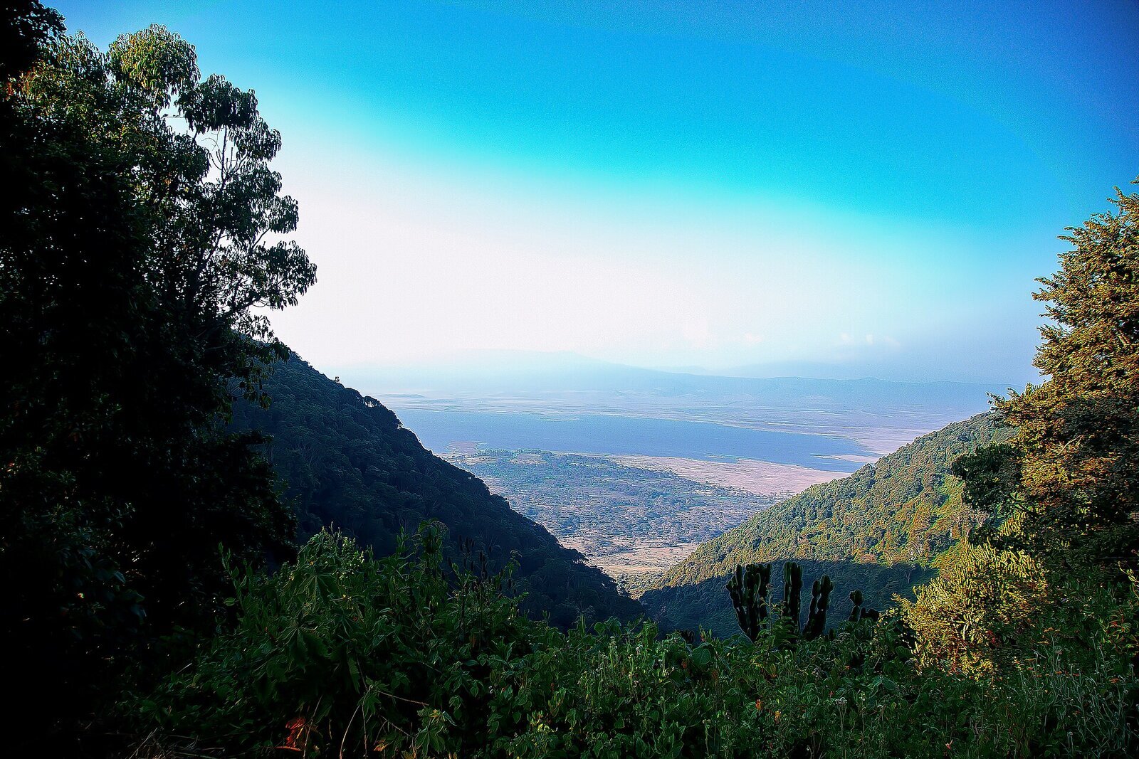The forested rim of the Ngorongoro Crater looking down over the caldera at golden hour