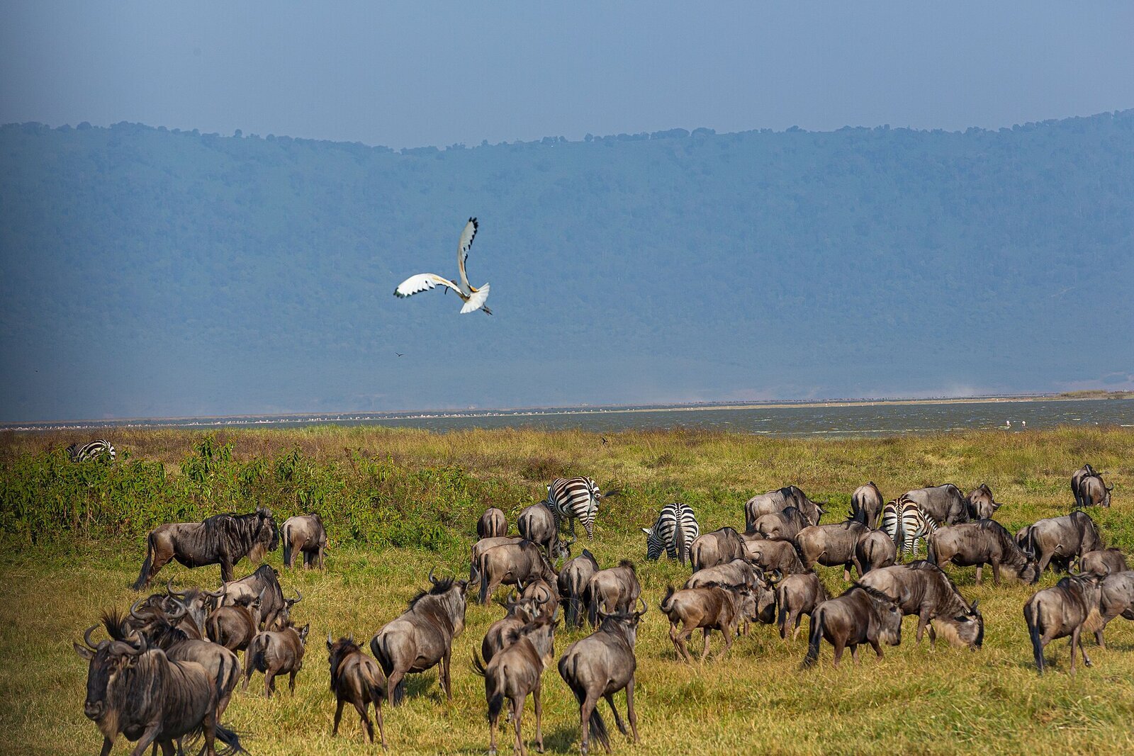 Wildebeest and zebra grazing on the green floor of the Ngorongoro Crater