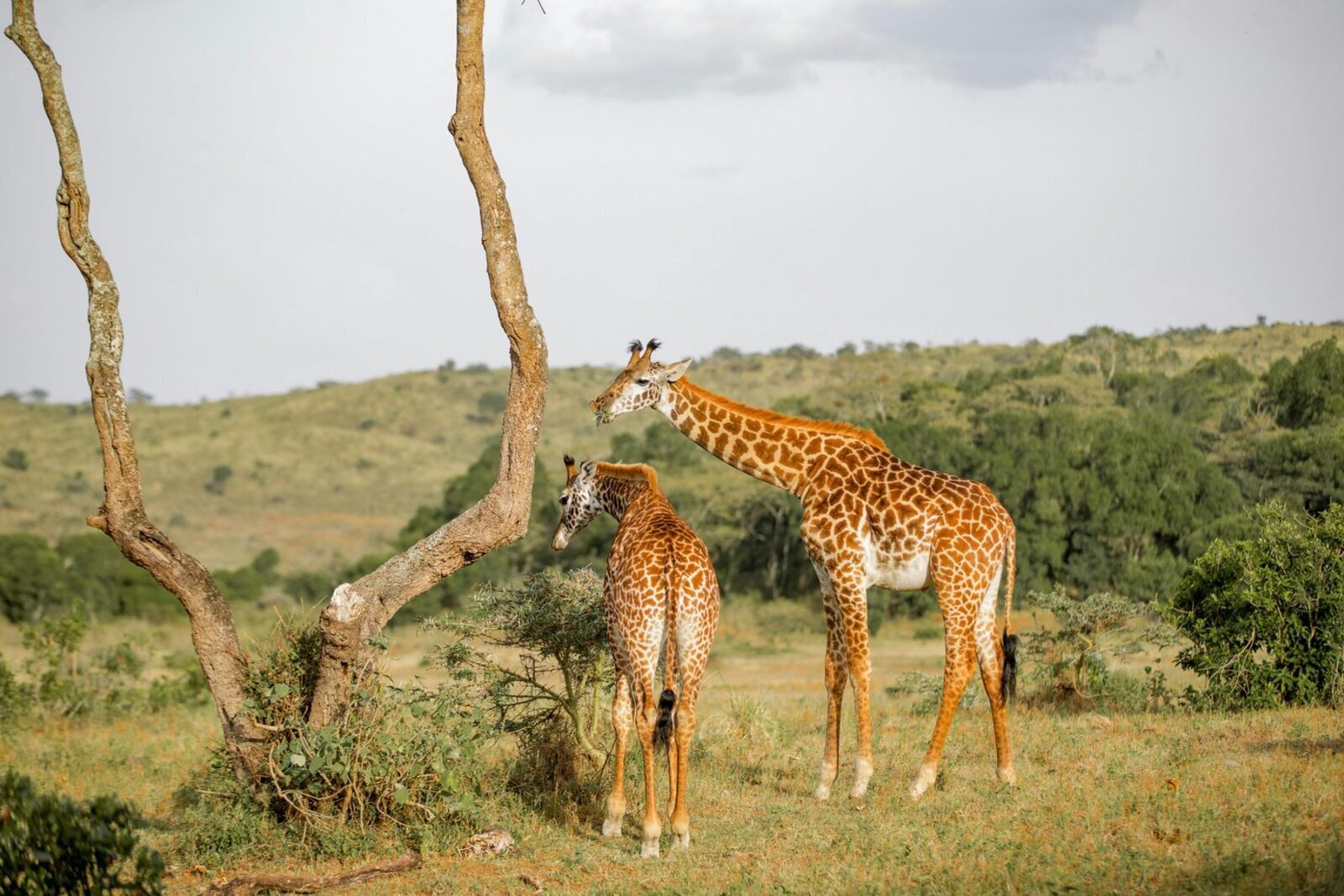 Two giraffes beneath an acacia tree in golden evening light on the Serengeti