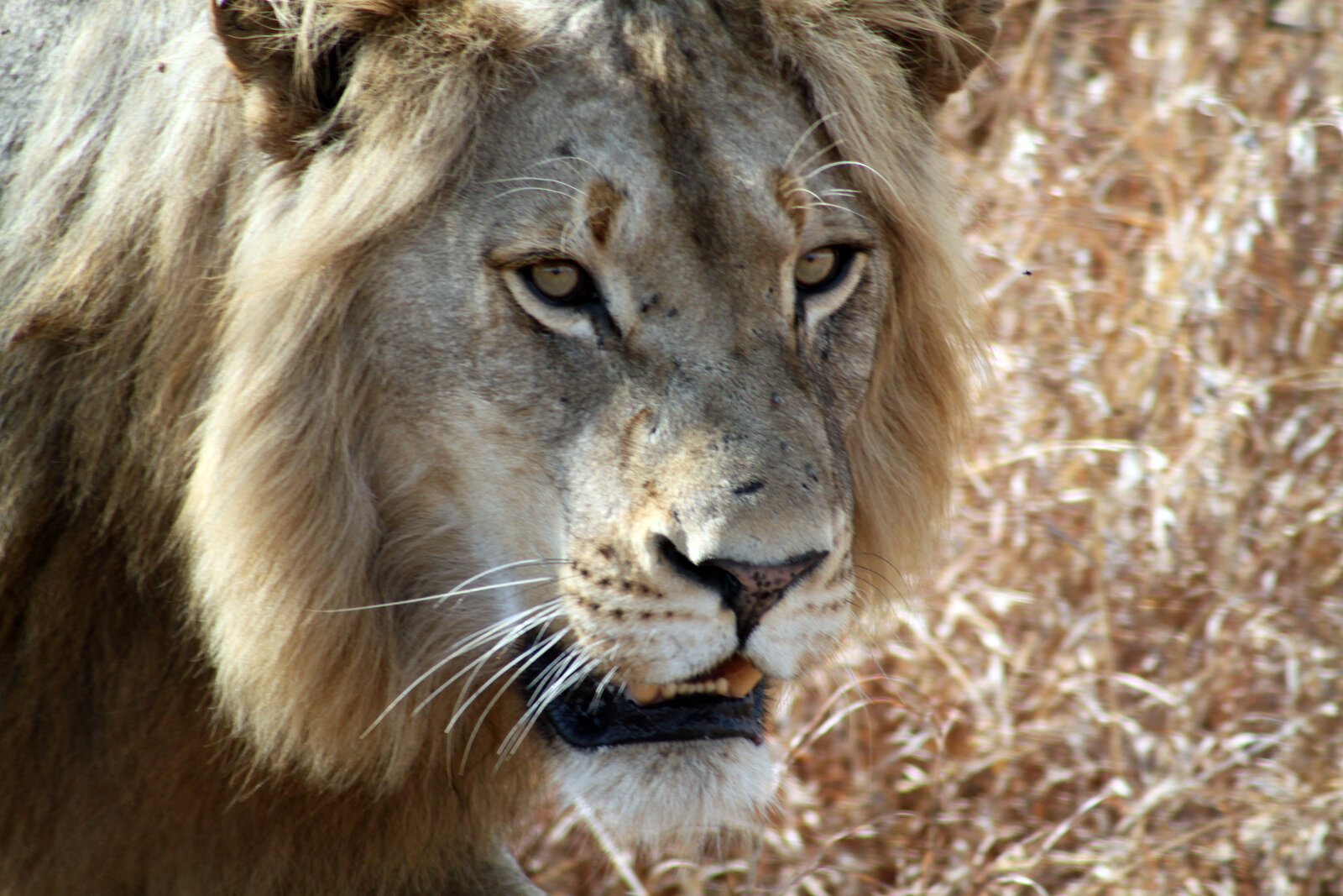 A male lion resting in the bush, close up
