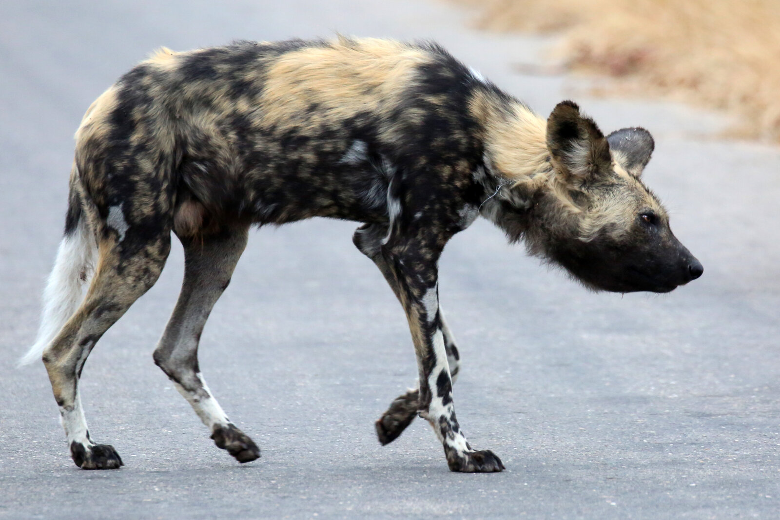 A wild dog moving along a bush road