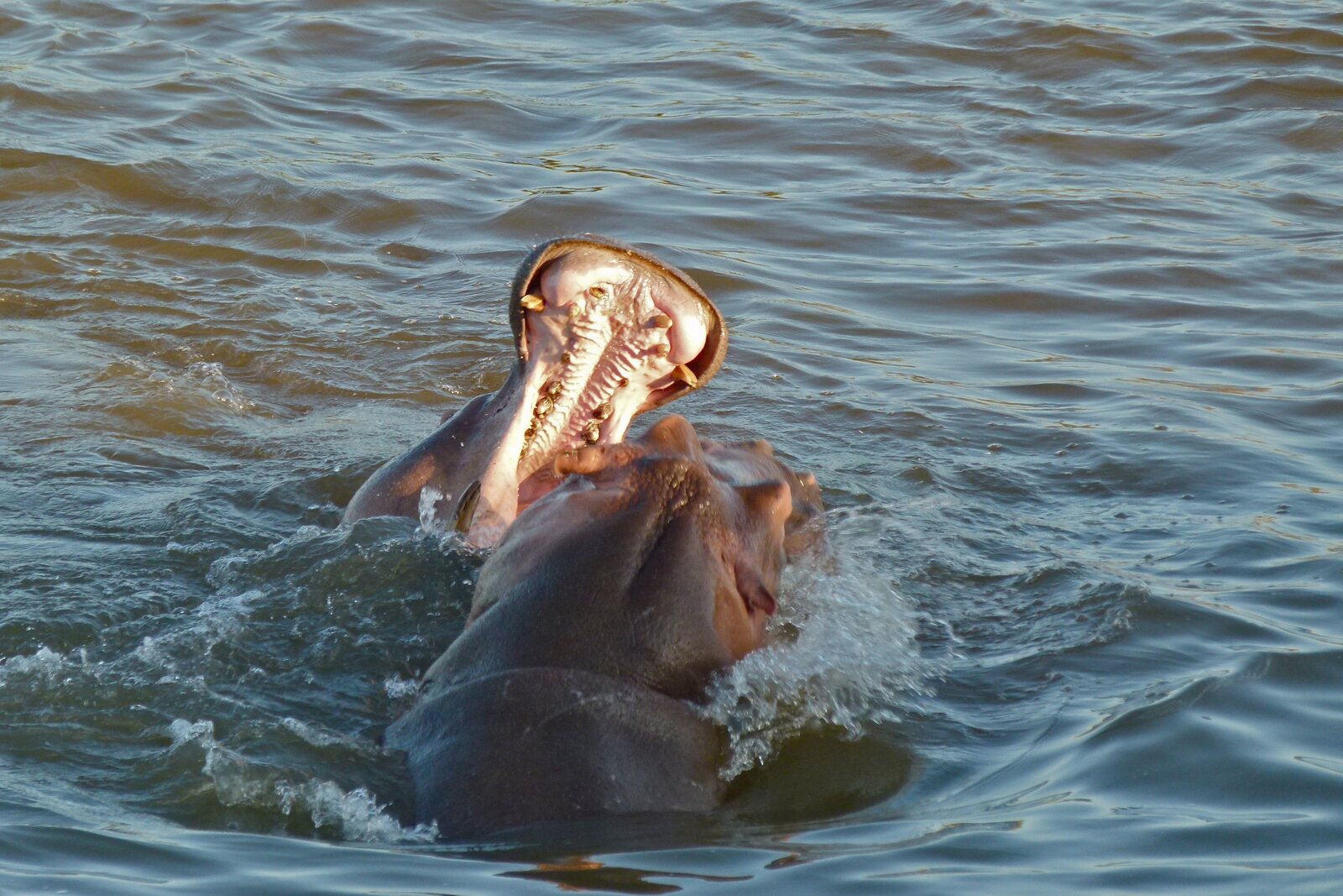 A hippo in the river with its mouth open