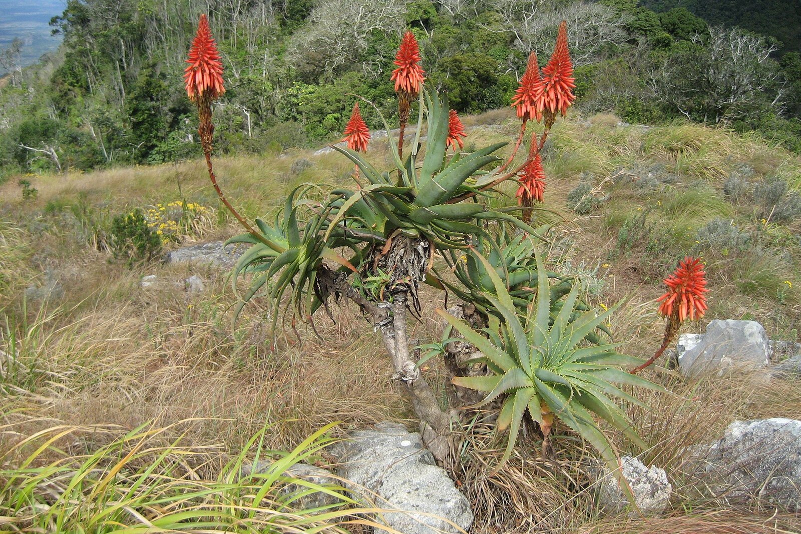 Flowering aloes among the rocks of the Eastern Highlands near Nyanga, Zimbabwe