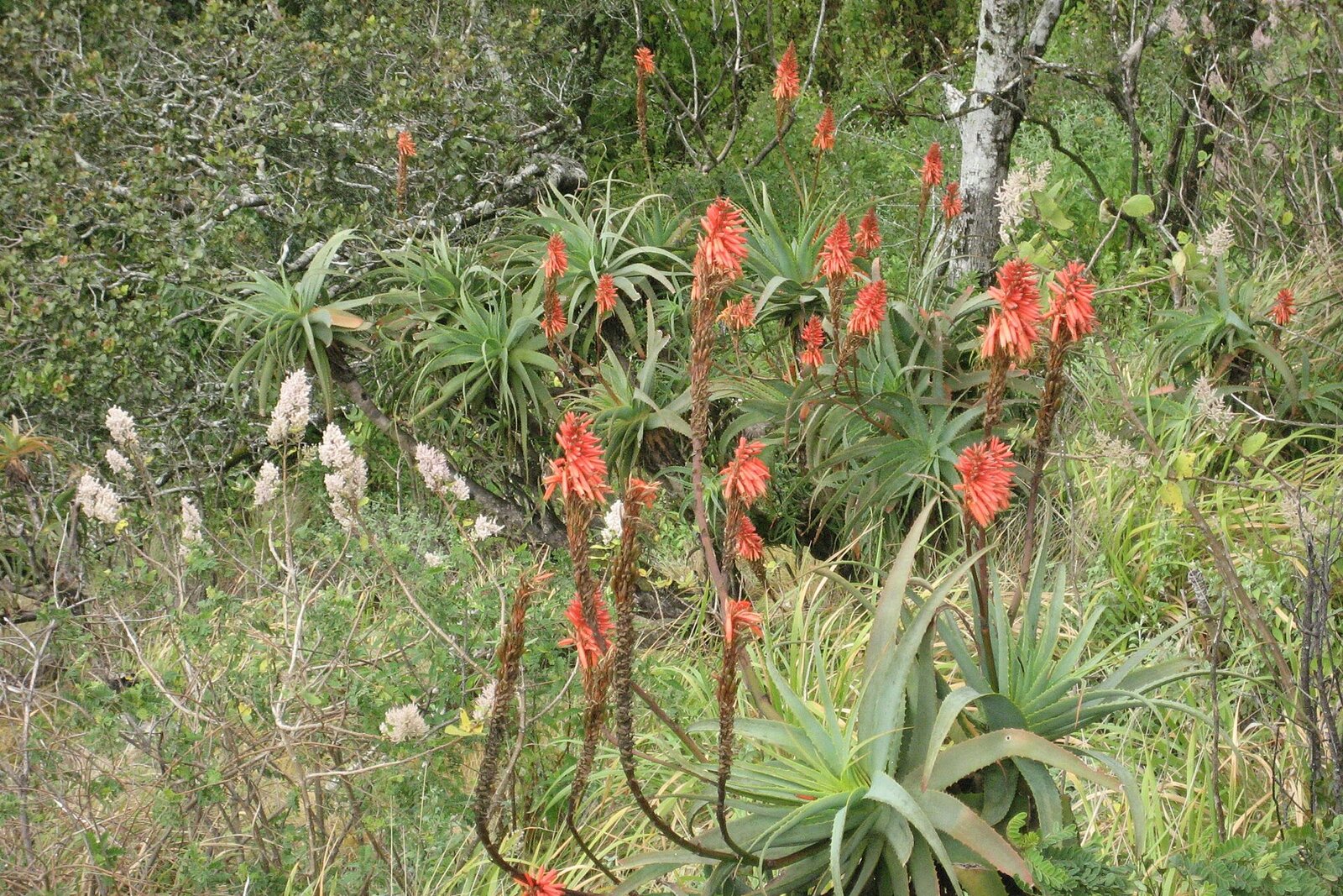 Aloes and montane grassland in the Eastern Highlands of Zimbabwe