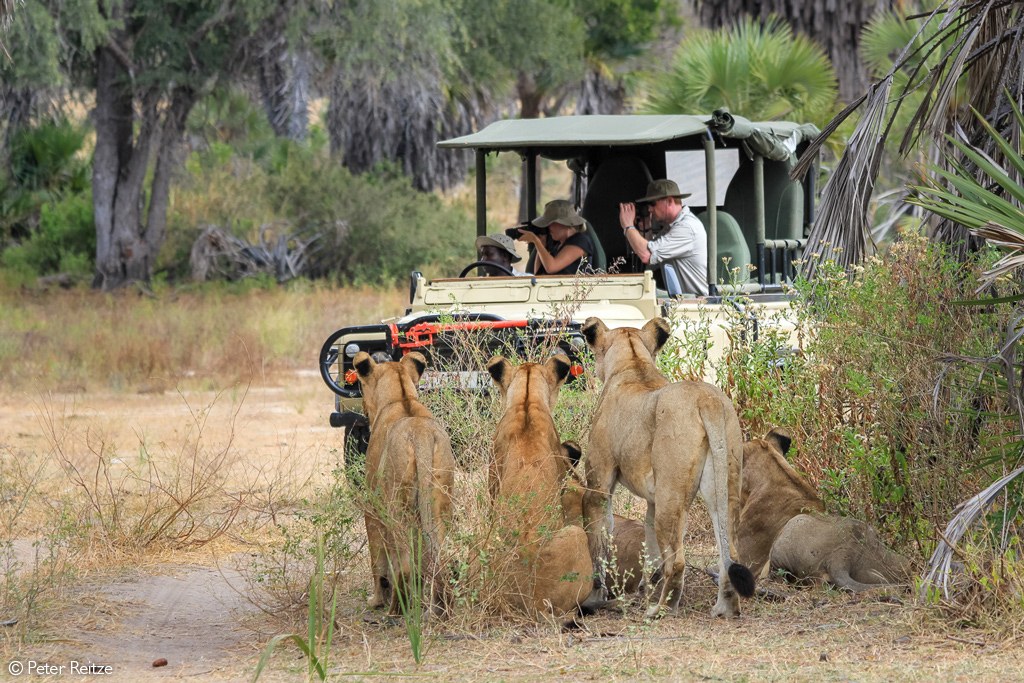 A lion pride beside the vehicle in Nyerere (Selous)