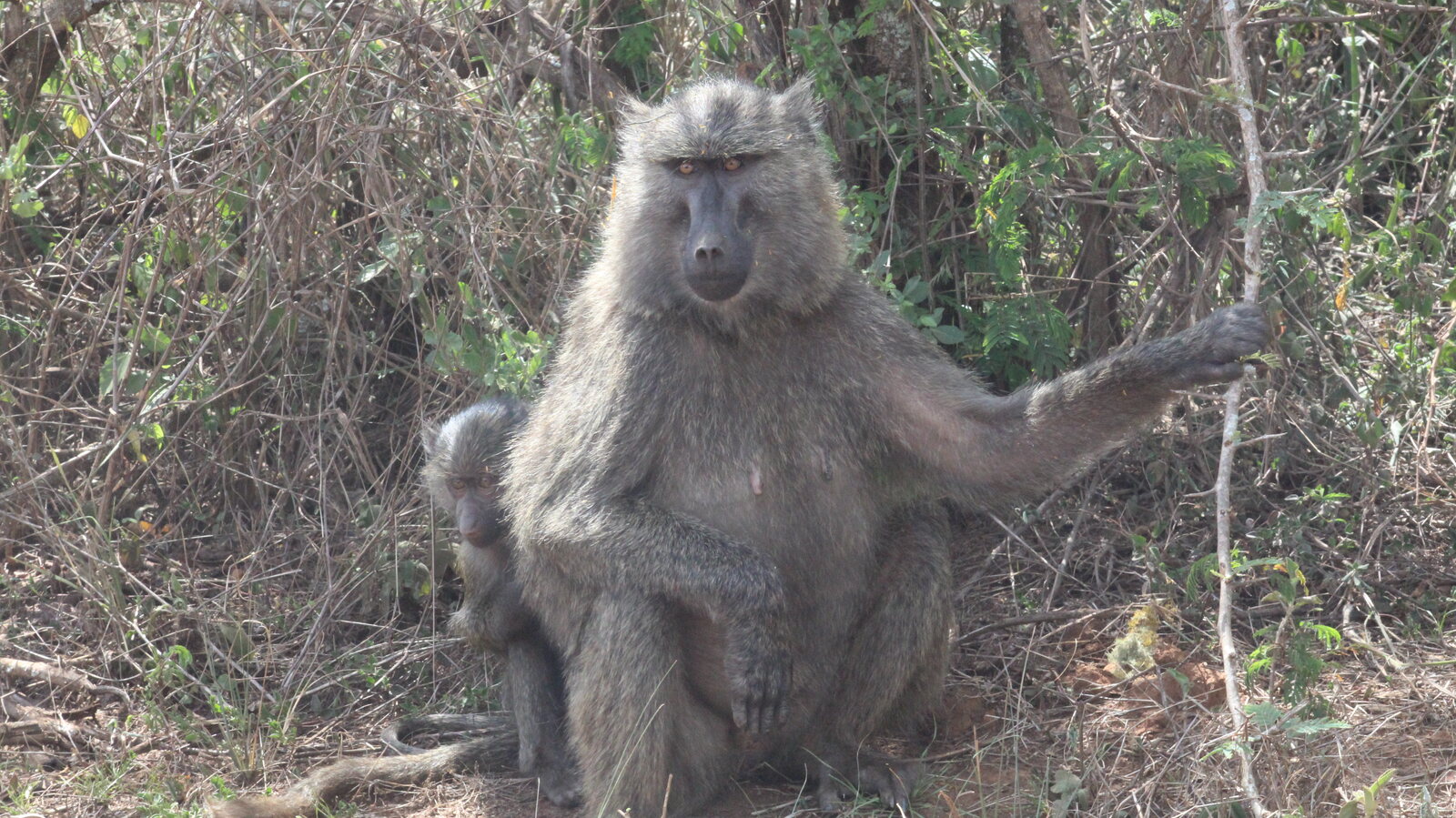 A mother chimpanzee and her baby in Nyungwe Forest National Park