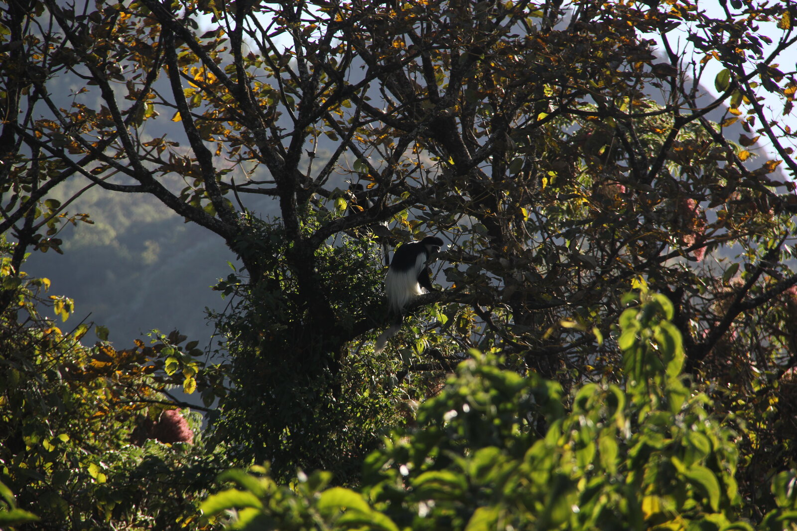 Black-and-white colobus monkey in Nyungwe Forest