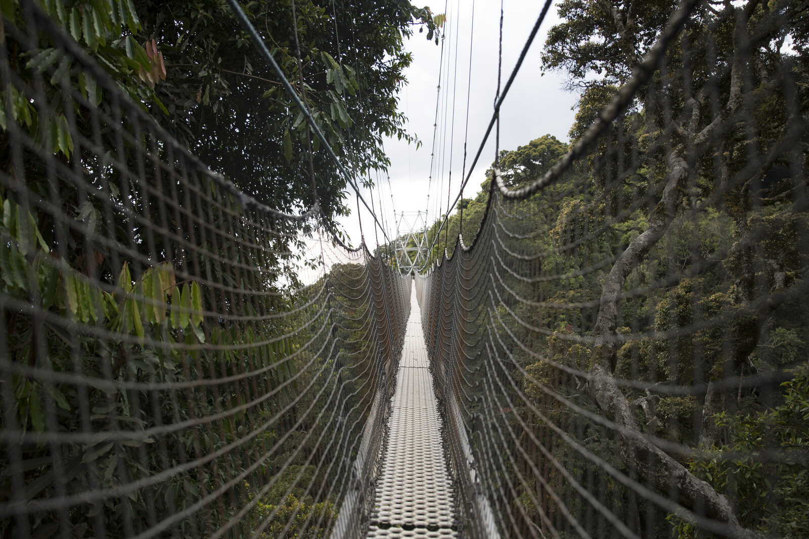 Looking along East Africa's only canopy walkway in Nyungwe