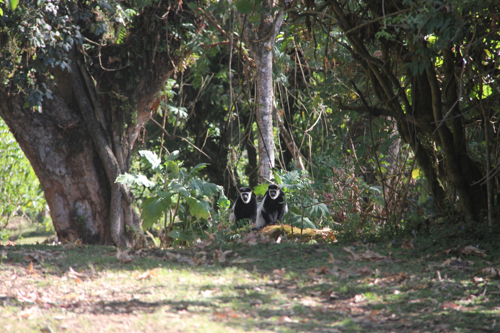 An Angolan colobus troop moves through the treetops in Nyungwe