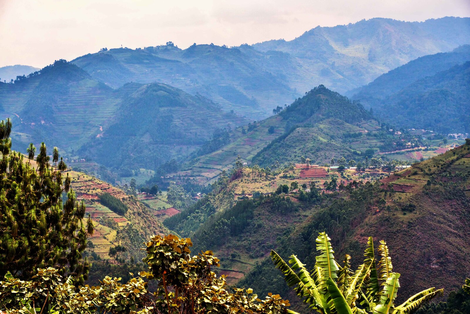 Rainforest vista across Nyungwe National Park