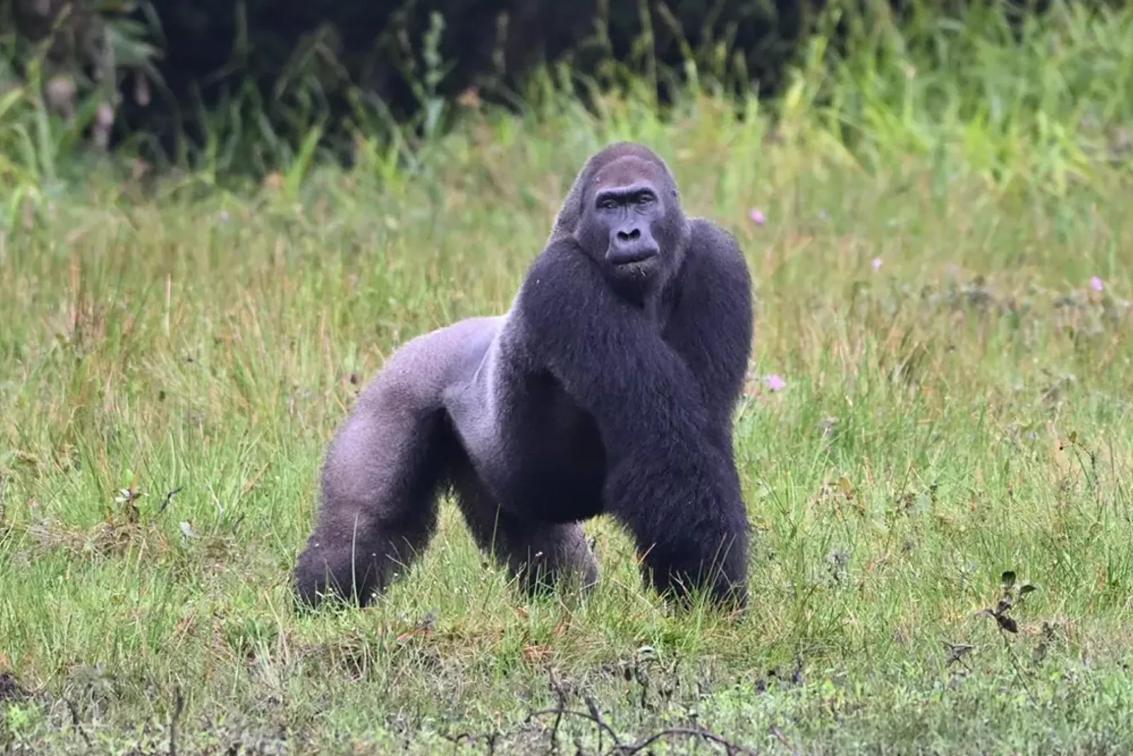 Western lowland gorilla silverback in Odzala forest