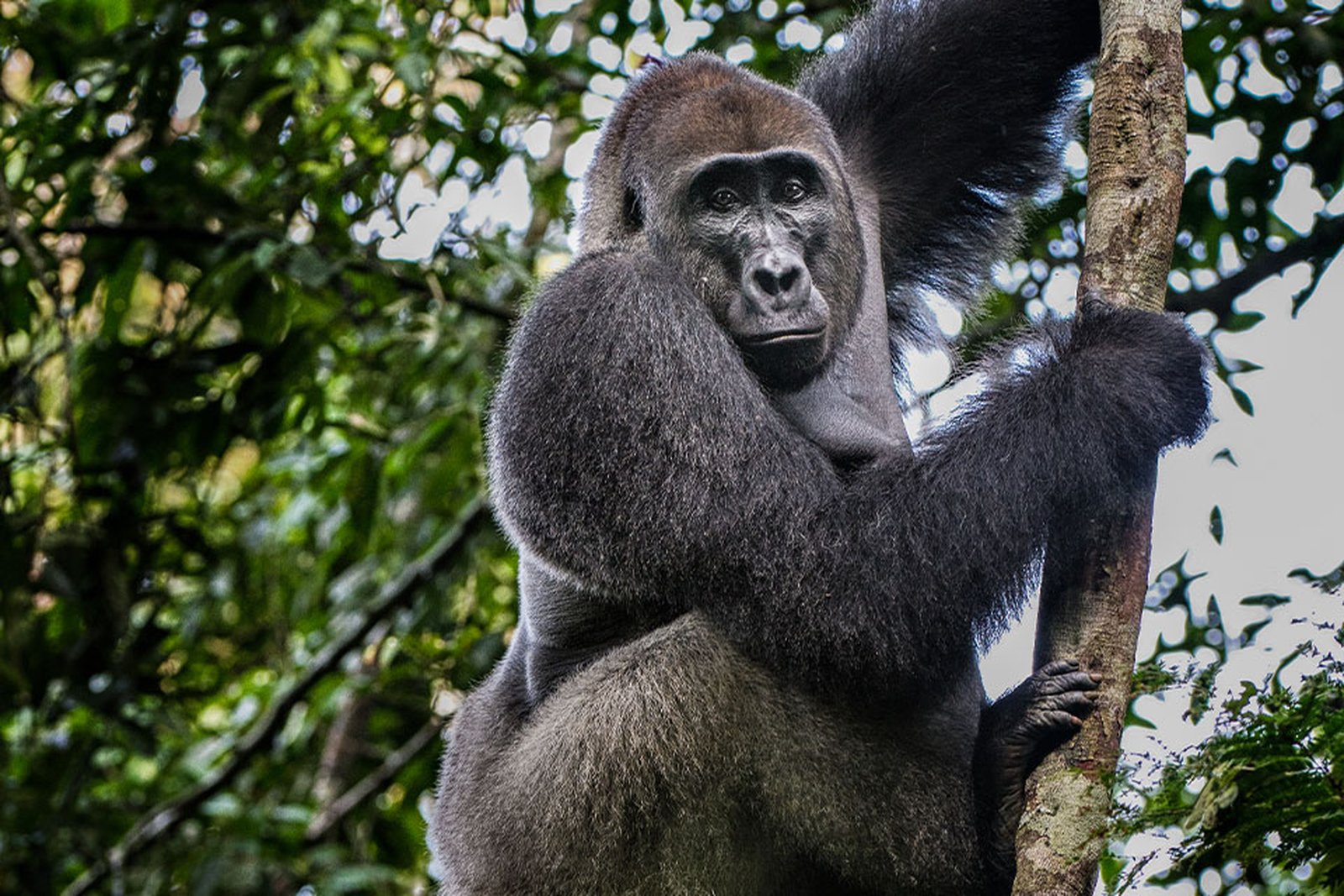Forest elephant in a Congo Basin baï clearing