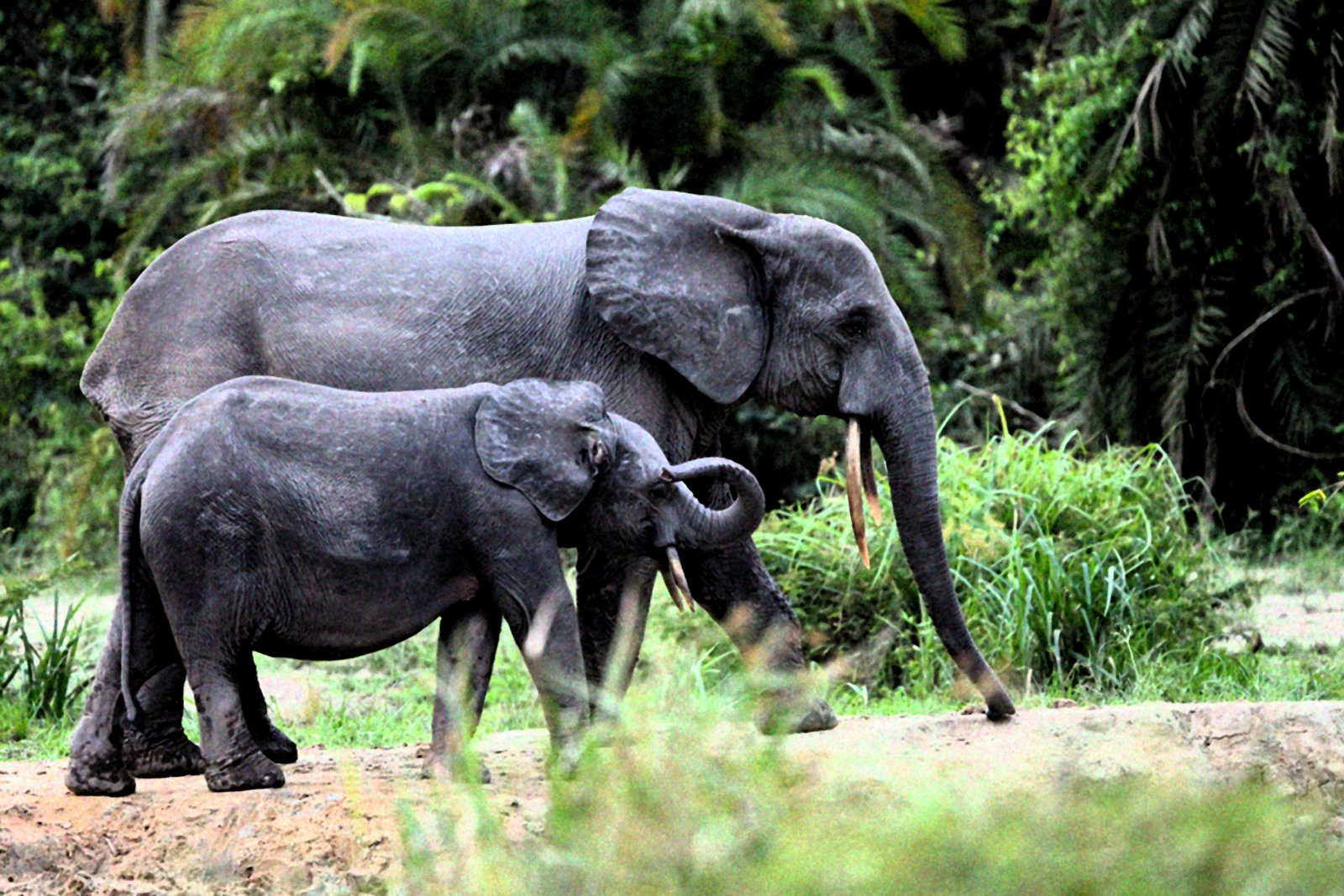Forest elephants gathering in a mineral baï