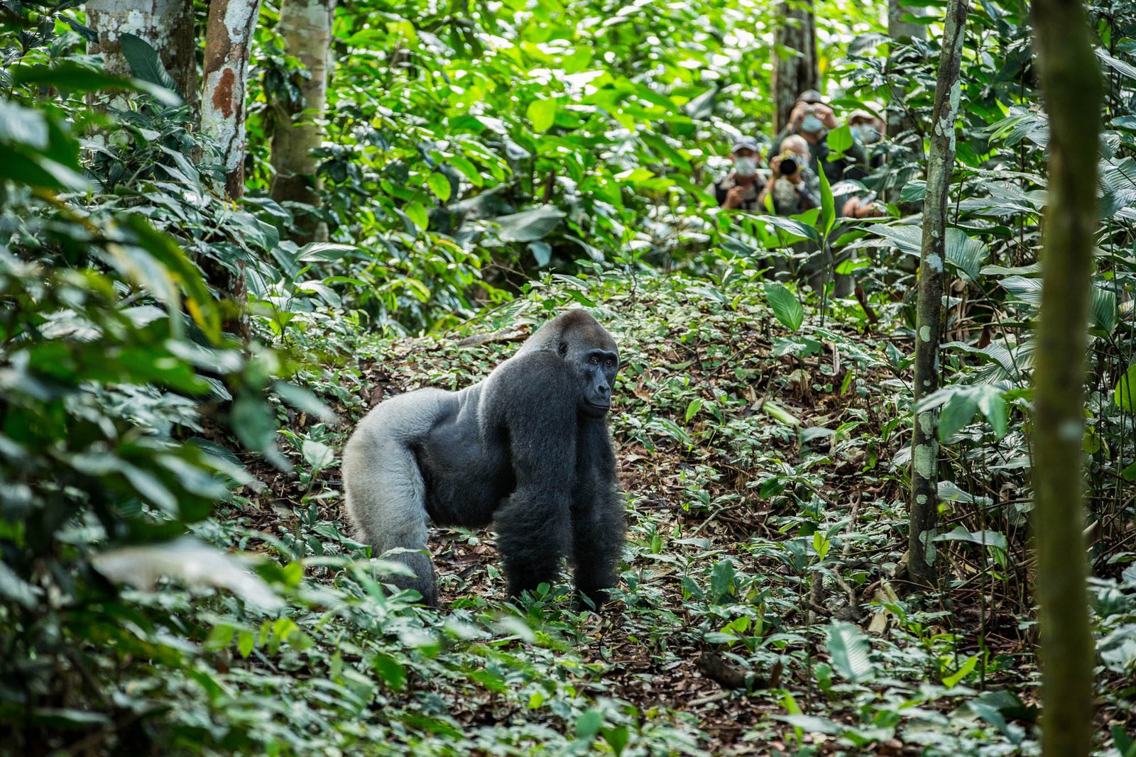 Gorilla family feeding in dappled rainforest light near Ngaga