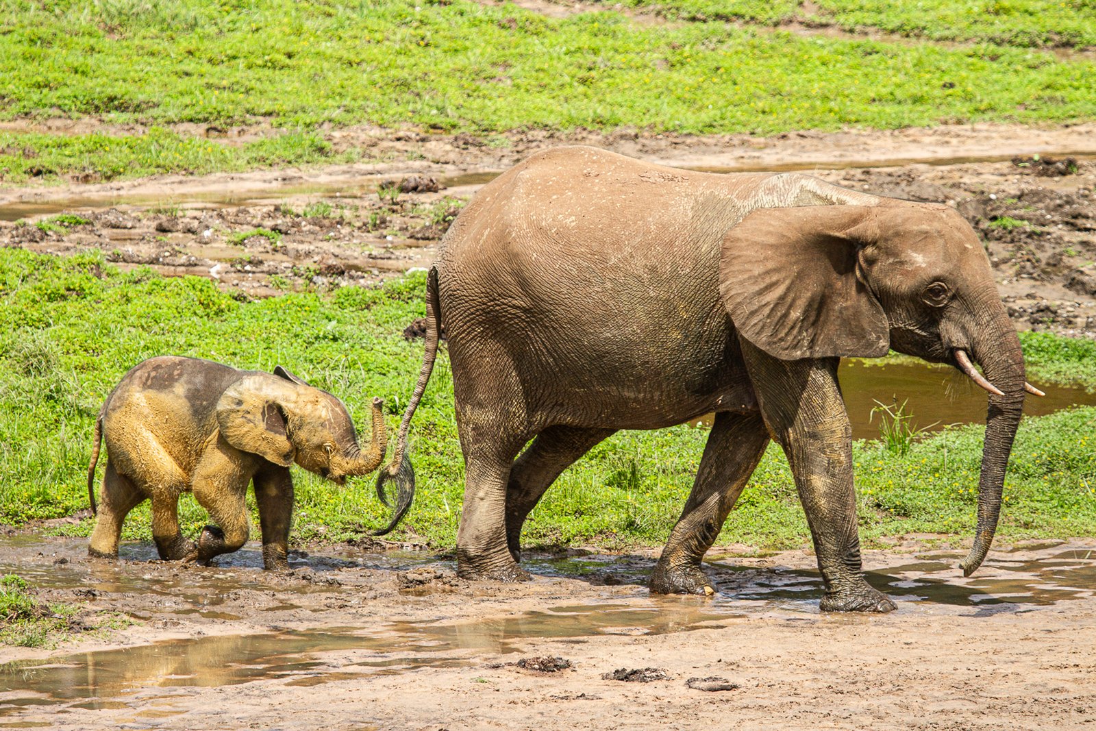 Forest clearing wildlife in the deep Congo Basin rainforest