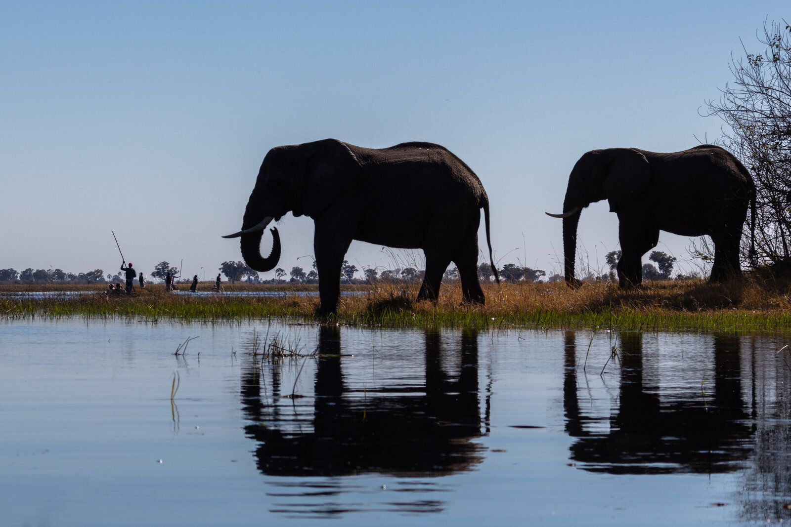 Elephant herd crossing Okavango floodplain