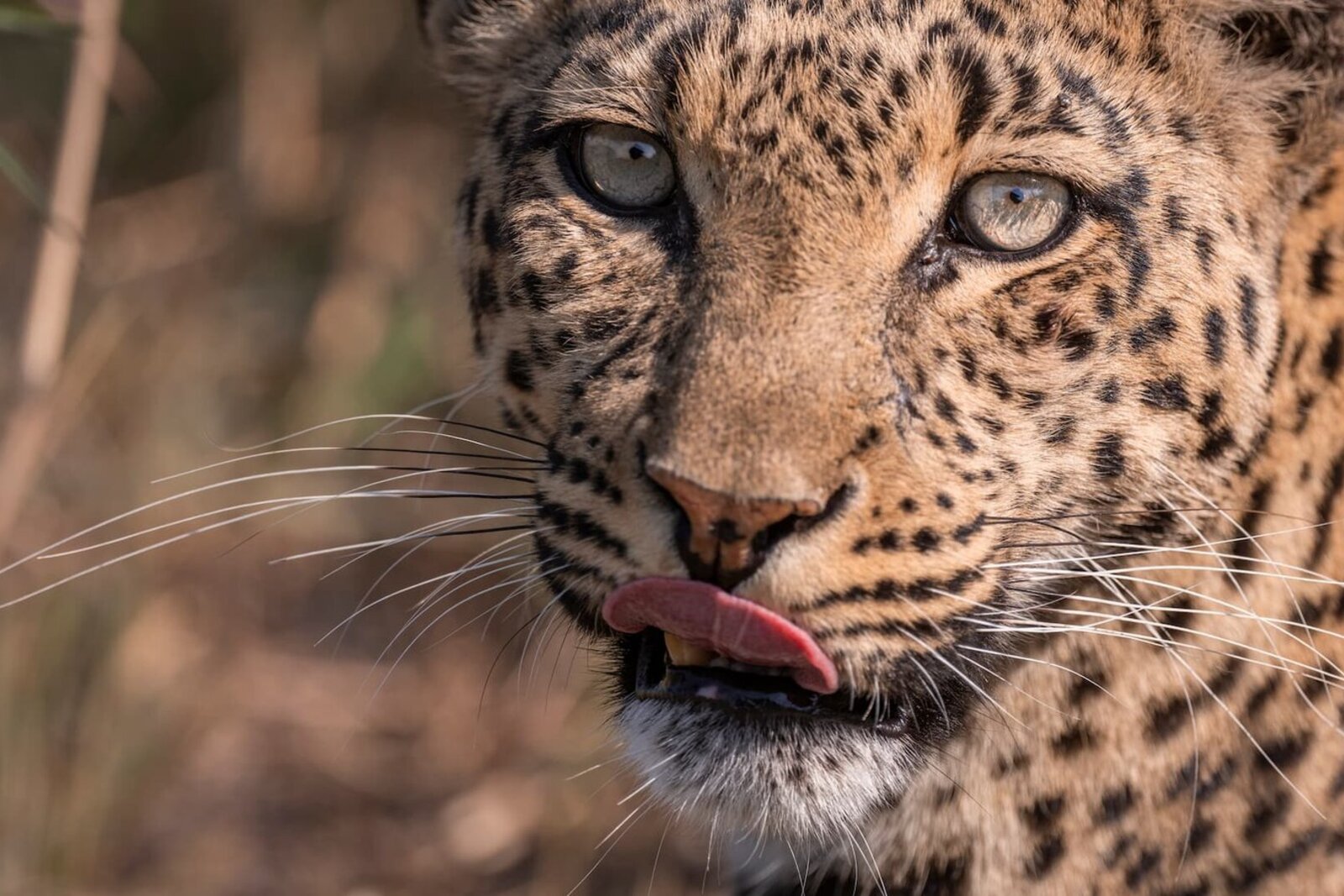 Leopard in tree over Okavango water