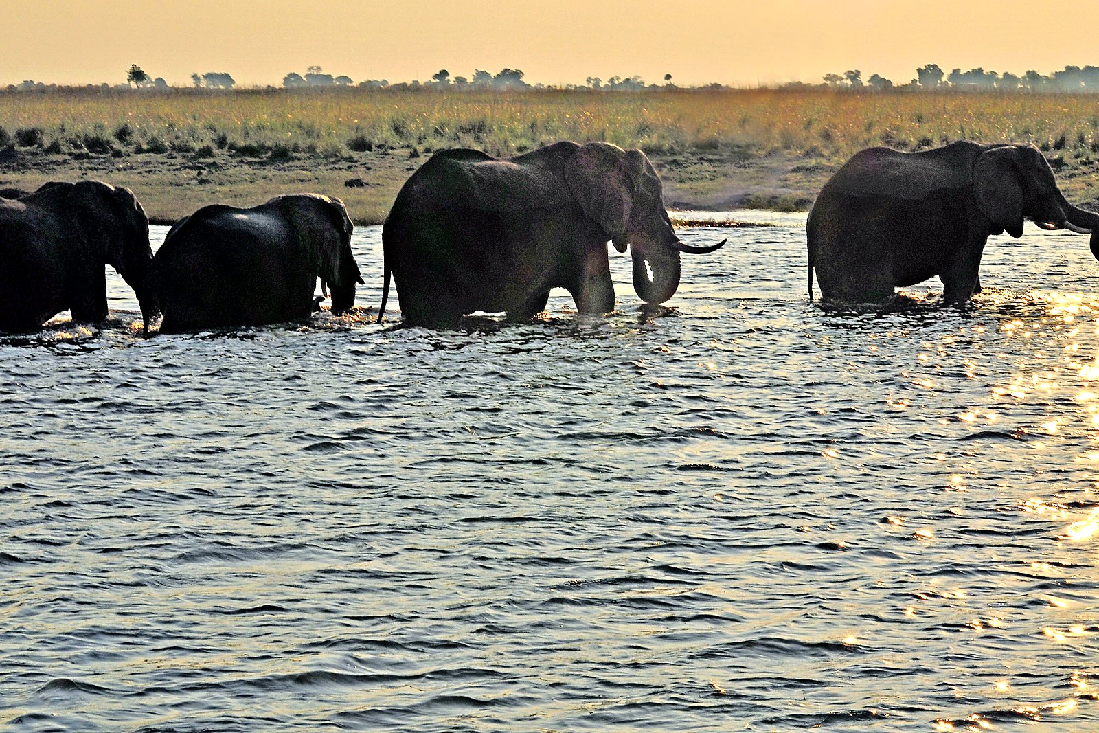 Hippo pod in Okavango Delta channel