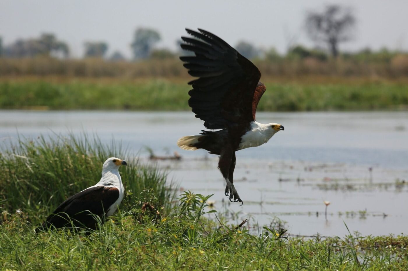 African fish eagle perched over the Okavango Delta waterways
