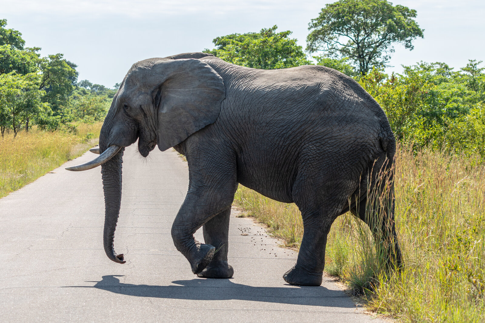 A large elephant crosses a tarred road in front of vehicles on a self-drive safari in Kruger National Park