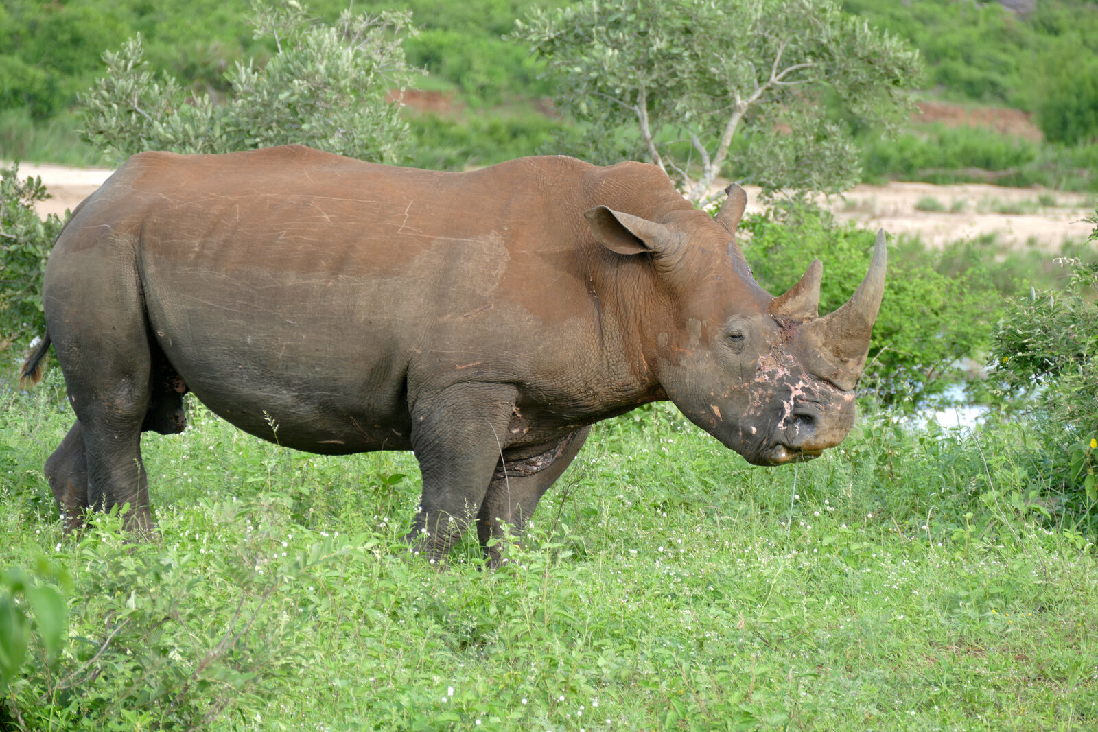 A white rhino grazes on lush green grass in Kruger National Park