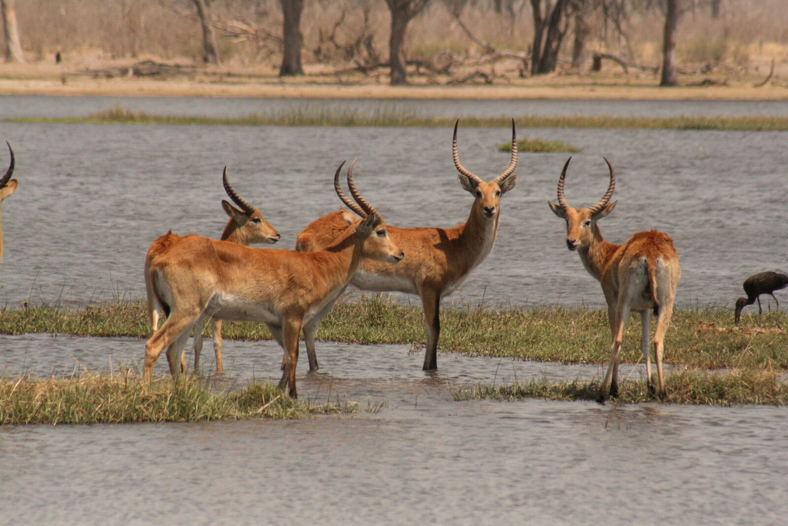 A herd of red lechwe wade through the shallows of a flooded plain in the Okavango Delta