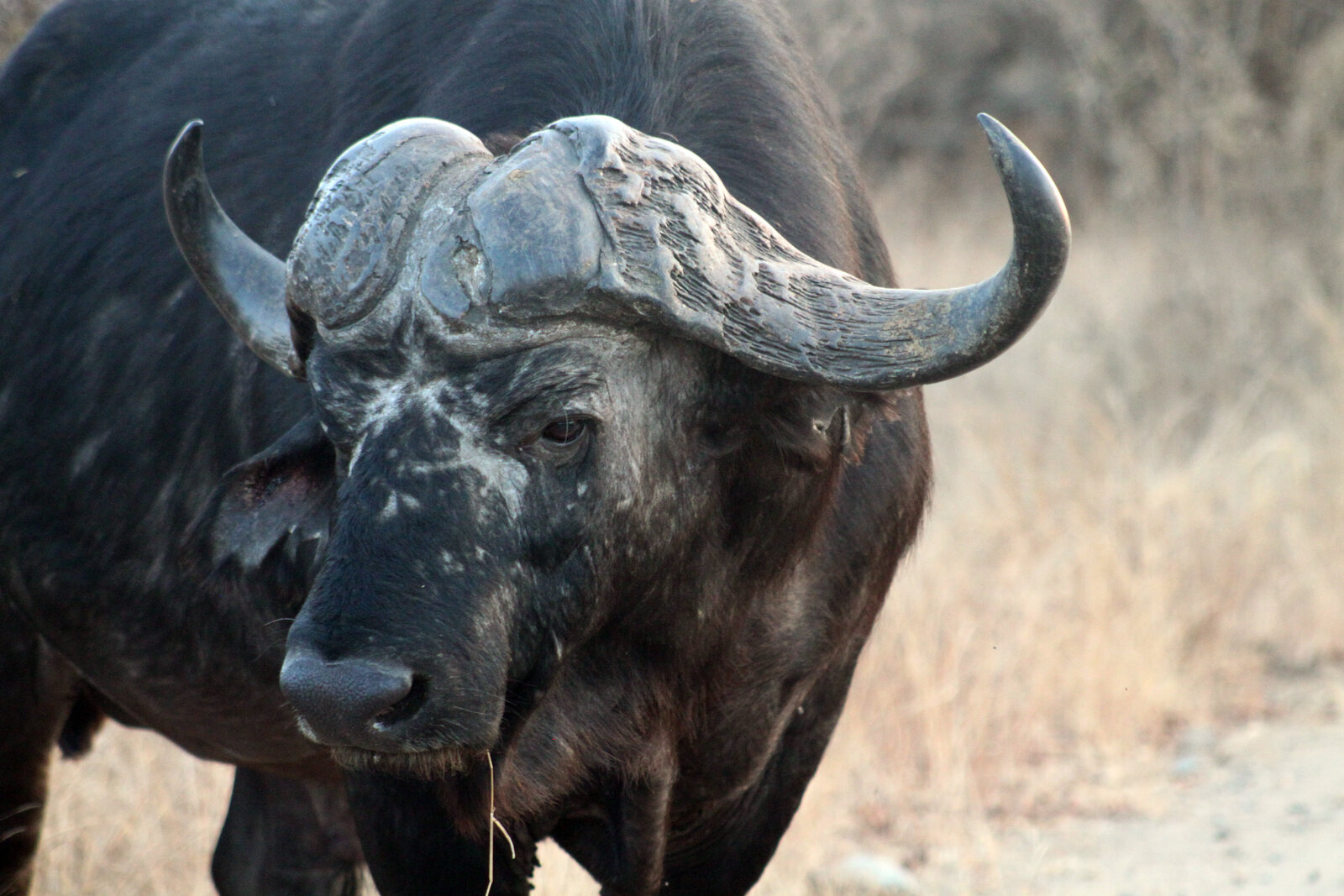 A close-up portrait of a Cape buffalo bull with heavy horns in Kruger National Park