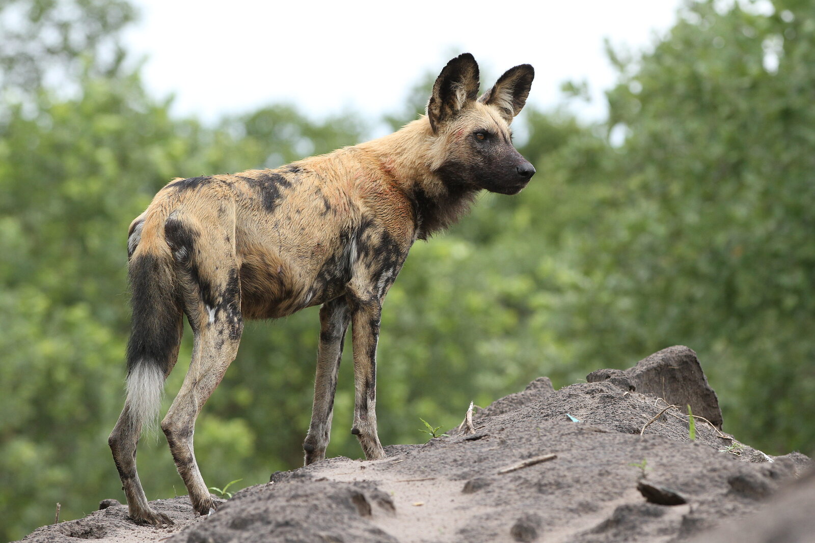 An African wild dog stands alert on a termite mound in the Okavango Delta wilderness