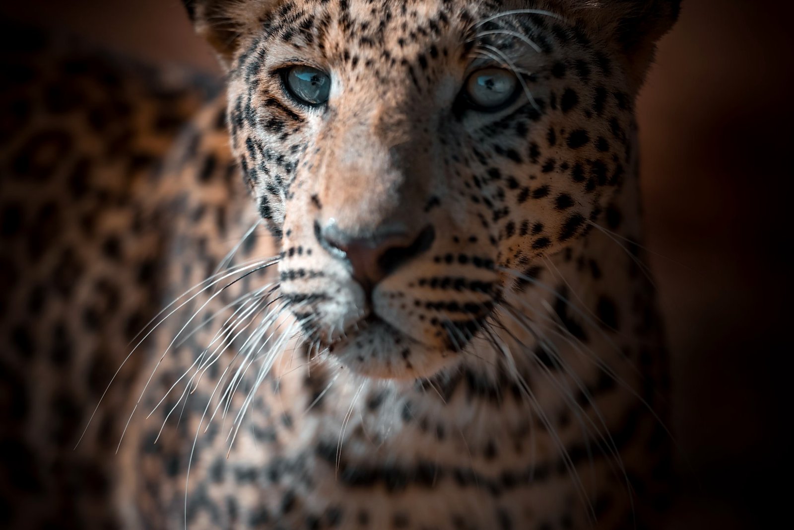 A wild leopard tracked on a private drive at Okonjima, Namibia