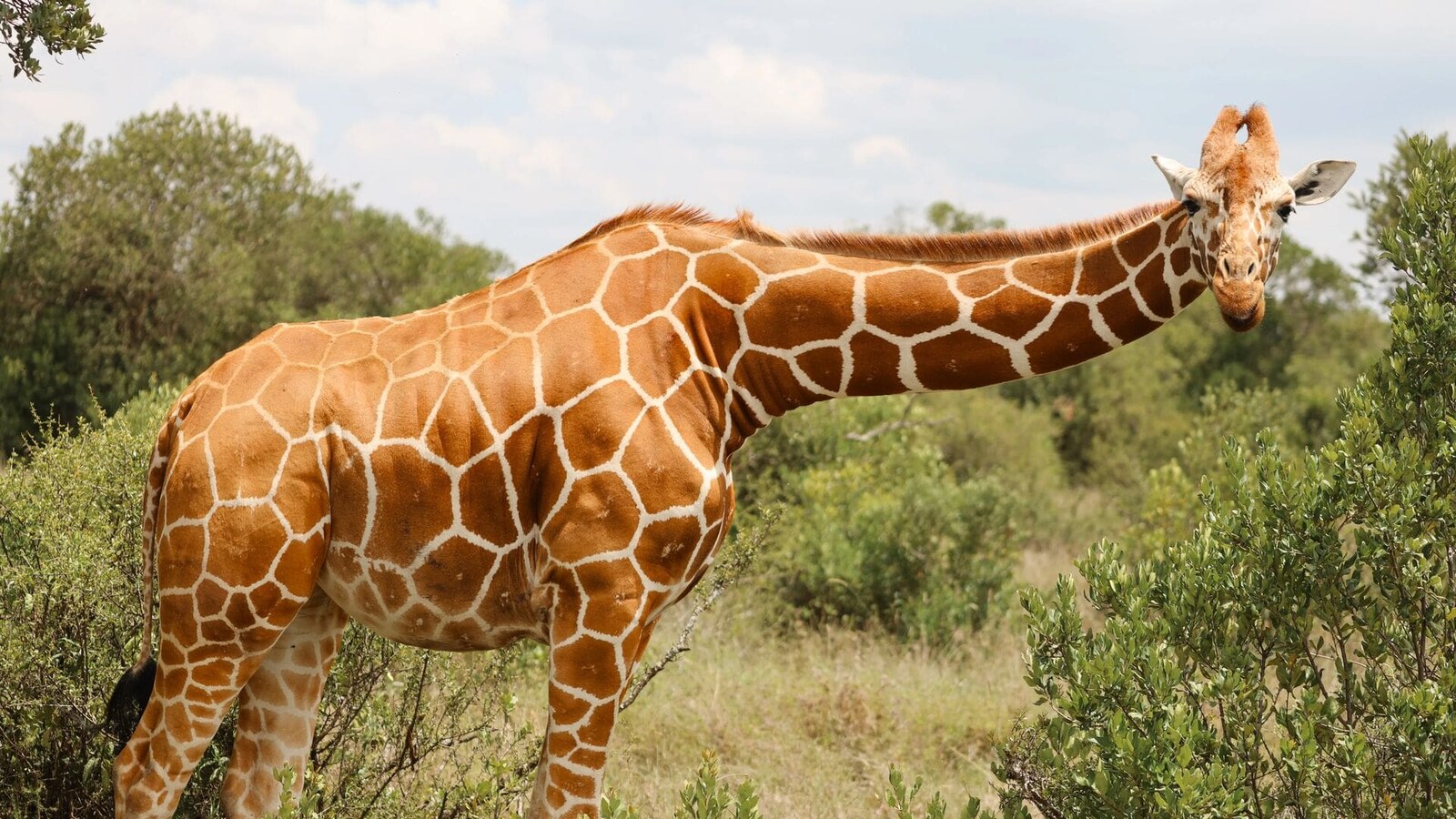 Reticulated giraffe against acacia trees — Laikipia specialty