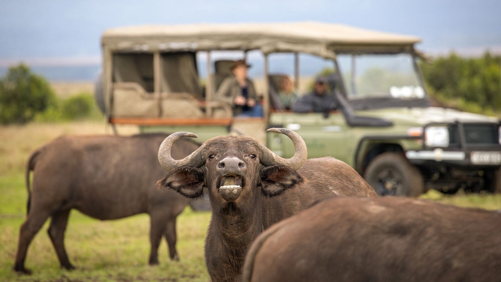Buffalo herd at waterhole in Ol Pejeta Conservancy