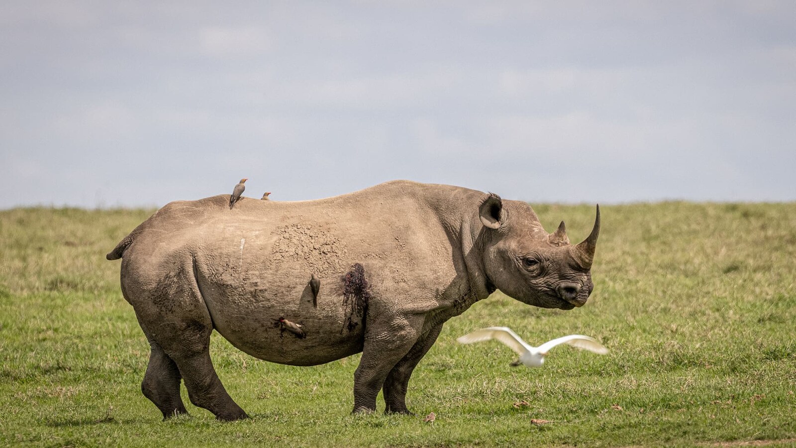 Northern white rhino — last two on Earth live at Ol Pejeta