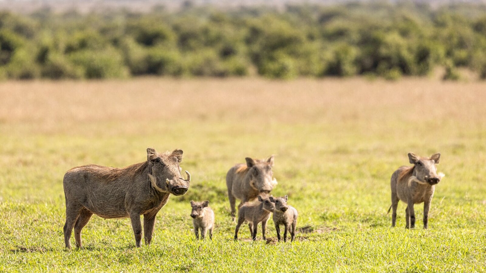 Warthog family on the plains of Ol Pejeta