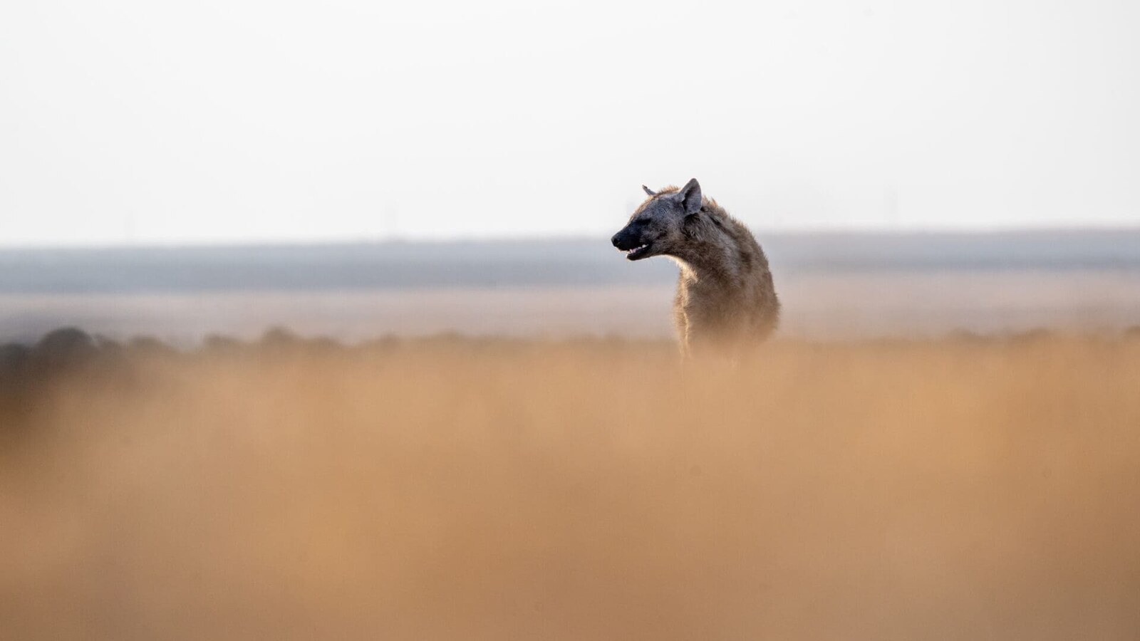 Spotted hyena on night drive at Ol Pejeta