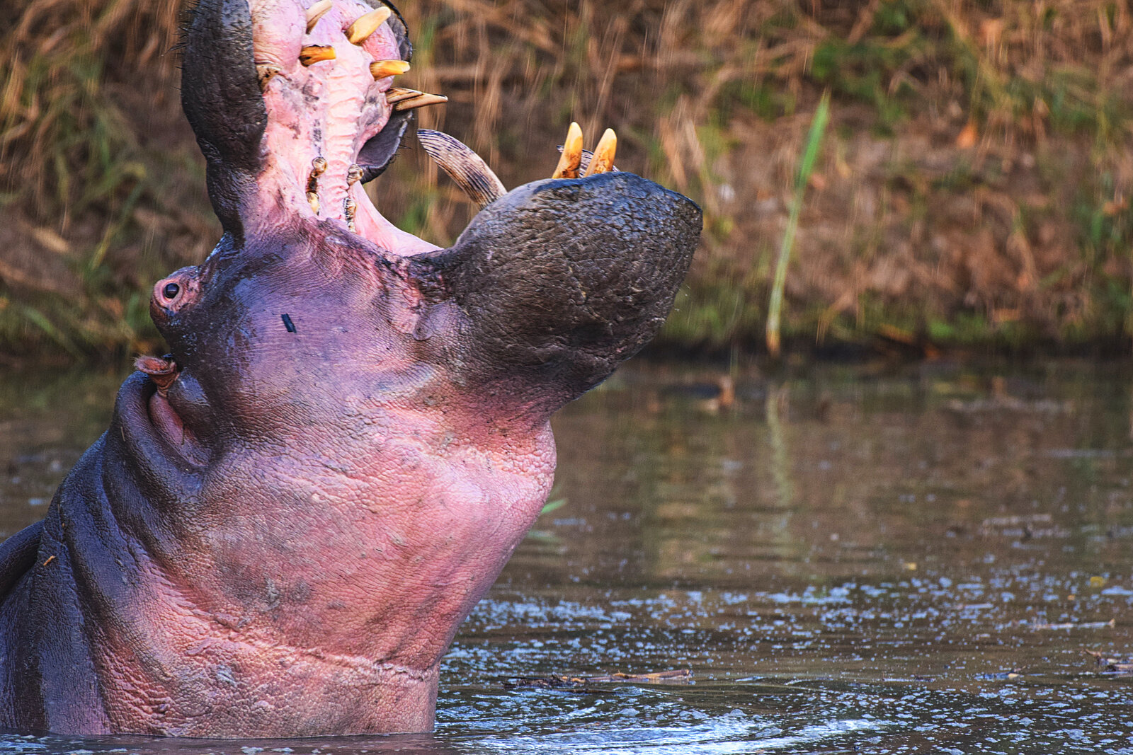 A hippo yawns in the shallows